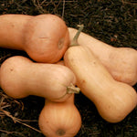Winter Squash - Waltham Butternut - Sow True Seed