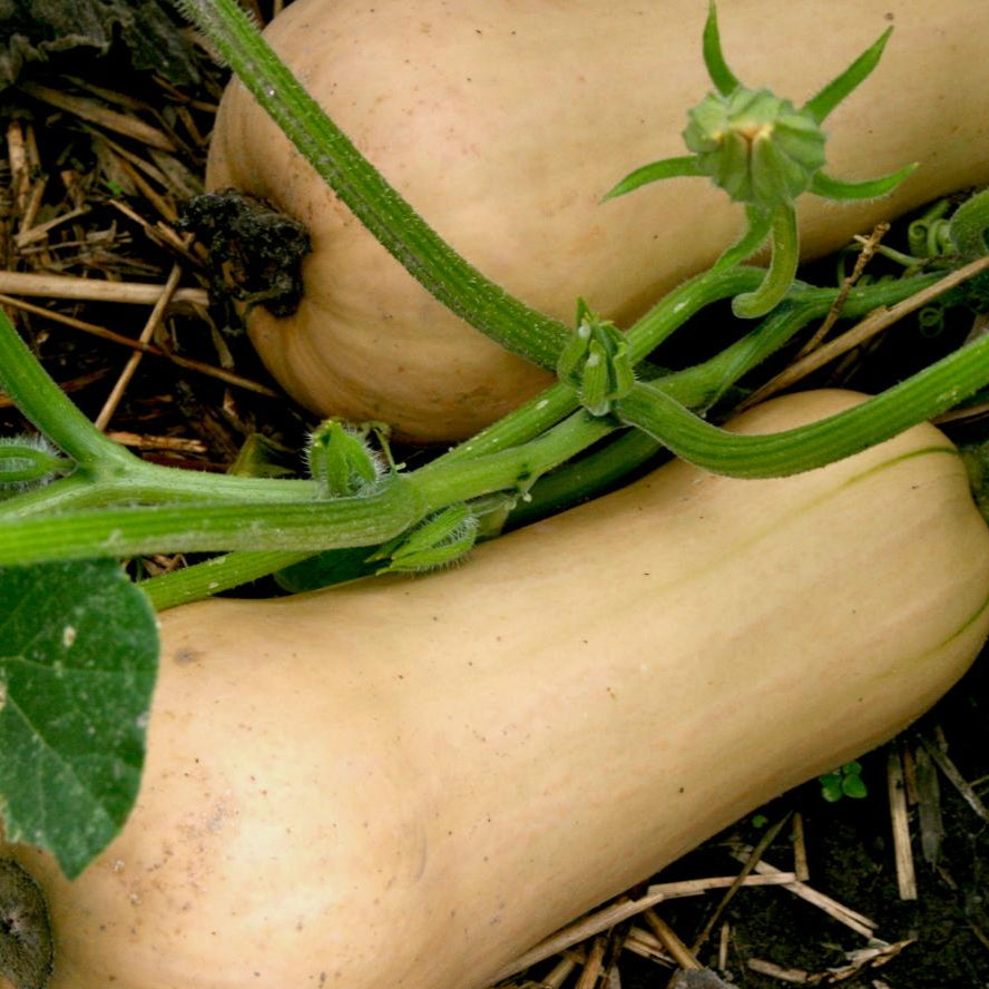 Winter Squash - Waltham Butternut - Sow True Seed