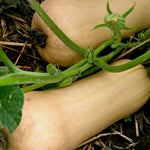 Winter Squash - Waltham Butternut - Sow True Seed
