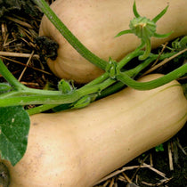 Winter Squash - Waltham Butternut - Sow True Seed