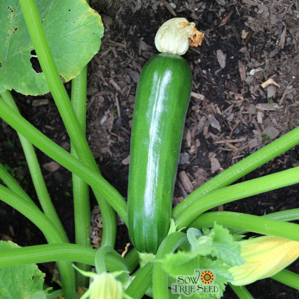 Summer Squash Seeds - Black Beauty Zucchini - Thumbnail 2