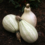 Winter Squash - Cushaw Green Striped - Sow True Seed