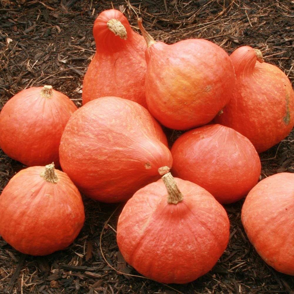 Winter Squash Seeds - Red Kuri - Sow True Seed