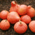 Winter Squash Seeds - Red Kuri - Sow True Seed