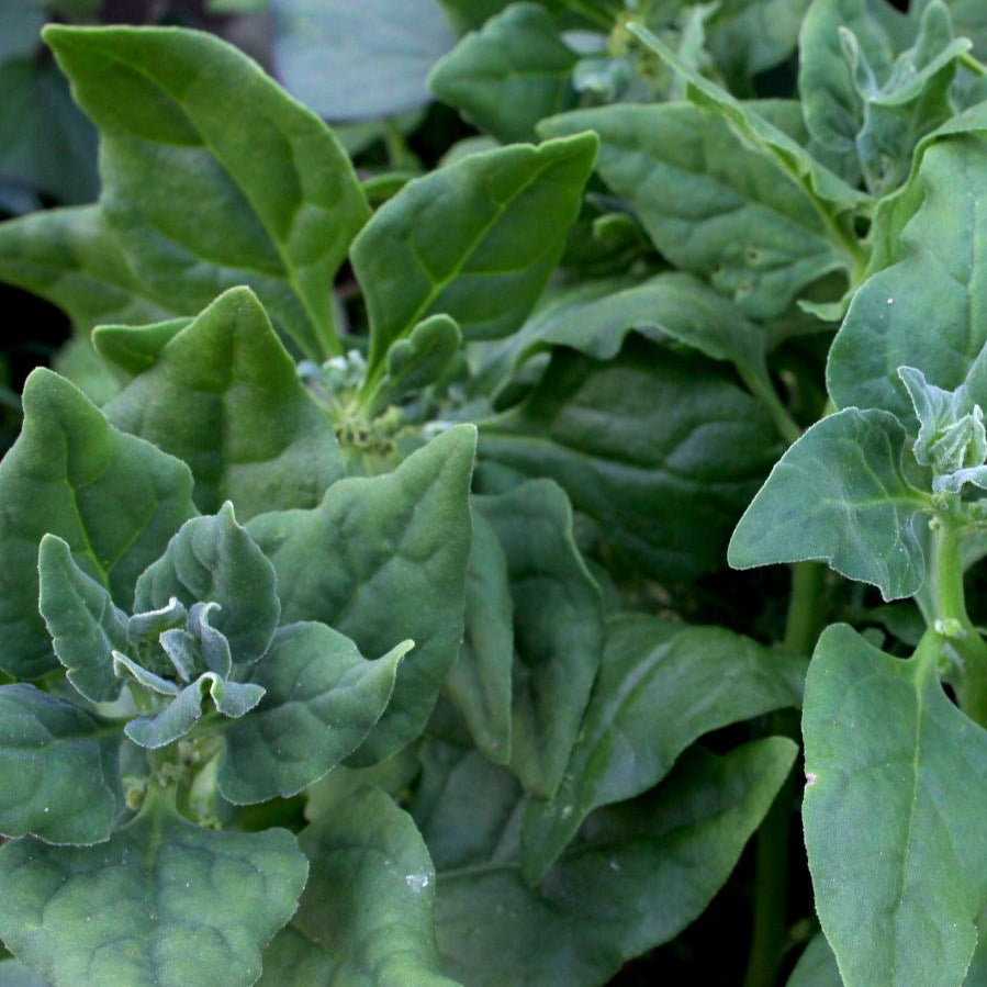 Summer Spinach Seeds - New Zealand - Sow True Seed