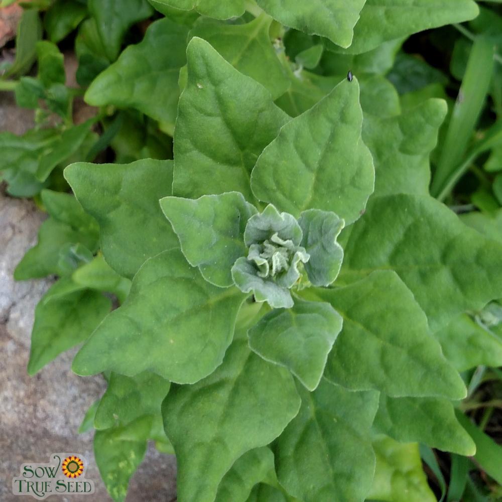 Summer Spinach Seeds New Zealand Sow True Seed