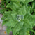 Summer Spinach Seeds - New Zealand - Sow True Seed