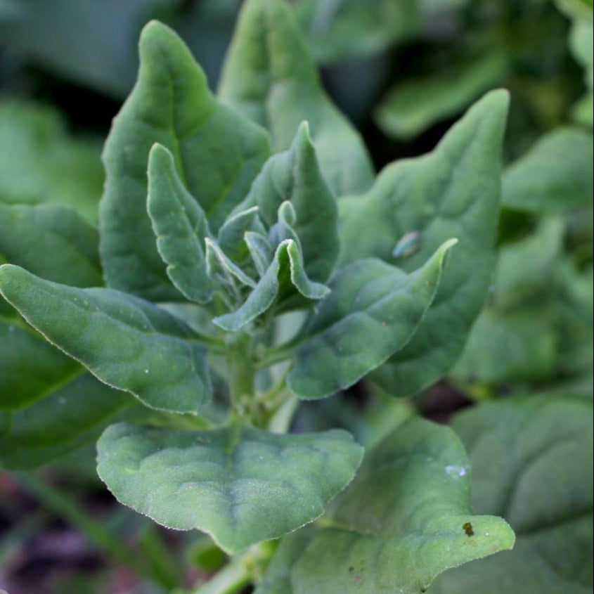 Summer Spinach Seeds - New Zealand - Sow True Seed