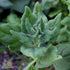 Summer Spinach Seeds - New Zealand
