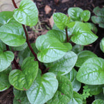 Summer Spinach Seeds - Malabar, Red Stemmed - Sow True Seed