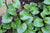 Summer Spinach Seeds - Malabar, Red Stemmed - Sow True Seed