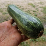 Summer Squash - Cocozelle Zucchini - Sow True Seed