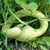 Summer Squash - Tromboncino - Sow True Seed