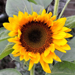 Sunflower Seeds - All Sorts Mix - Sow True Seed