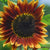 Sunflower Seeds - All Sorts Mix - Sow True Seed