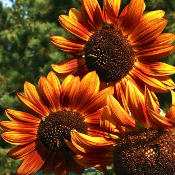 Sunflower Seeds - Velvet Queen - Sow True Seed