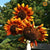 Sunflower Seeds - Velvet Queen - Sow True Seed