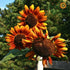 Sunflower Seeds - Velvet Queen