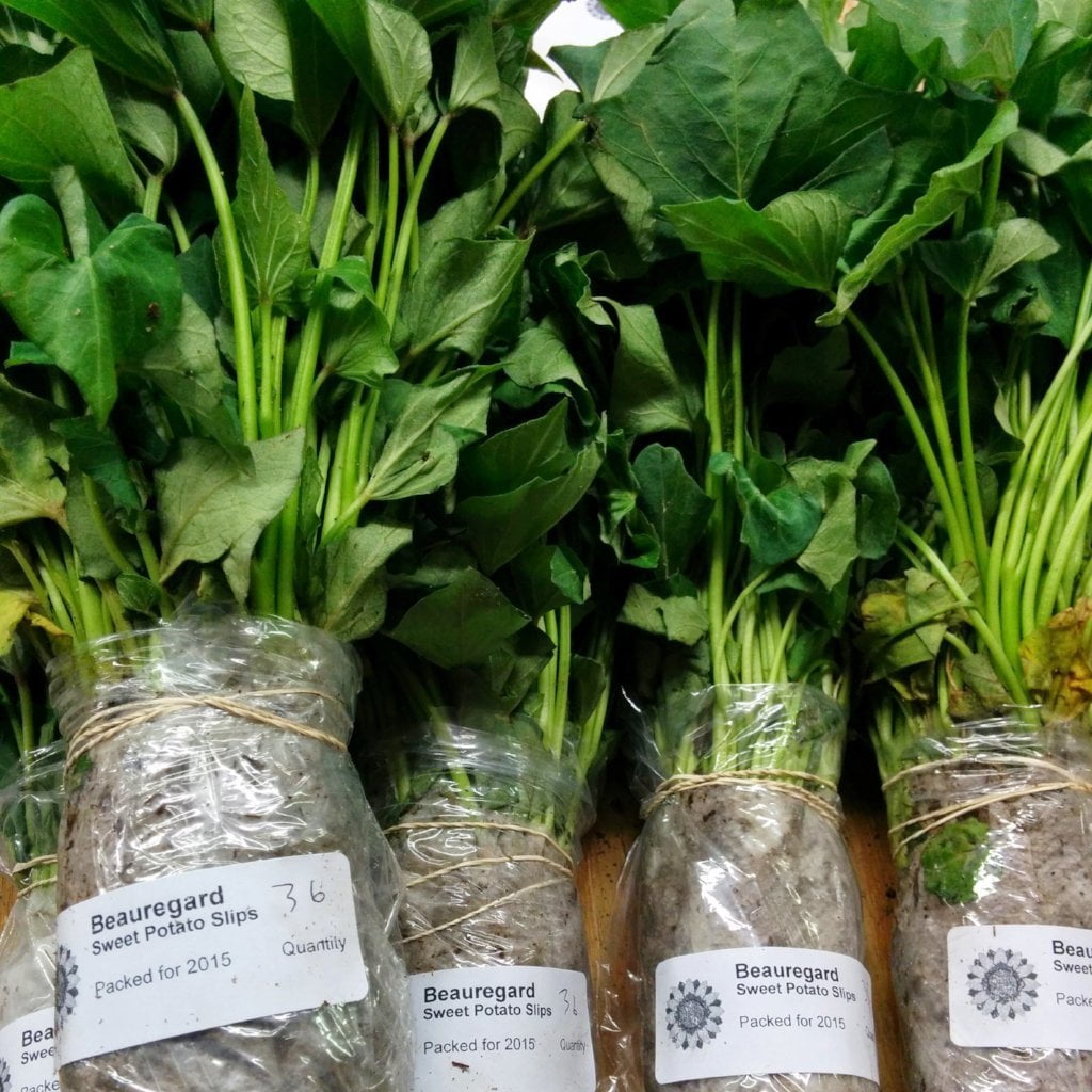 Sweet Potato - Sampler - Sow True Seed