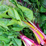 Swiss Chard Seeds - Rainbow Blend - Sow True Seed