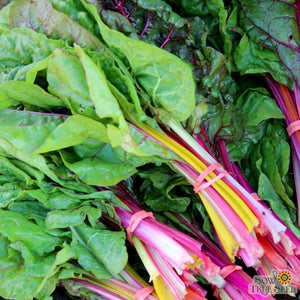 Swiss Chard Seeds - Rainbow Blend - Sow True Seed