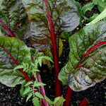 Swiss Chard Seeds - Ruby Red, ORGANIC - Sow True Seed