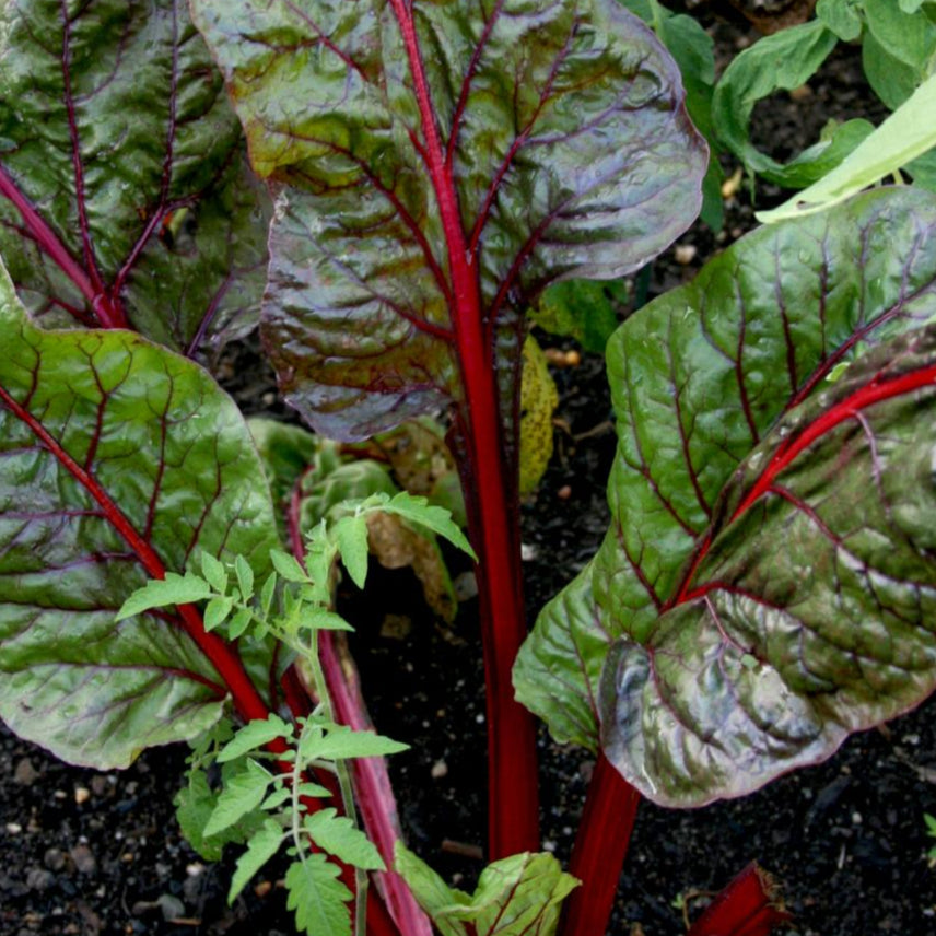 Swiss Chard Seeds - Ruby Red, ORGANIC - Sow True Seed