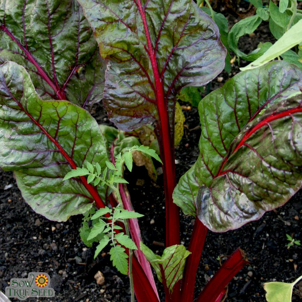 Shop Swiss Chard, Rhubarb Ruby Red and other Seeds at Harvesting History