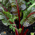 Swiss Chard Seeds - Ruby Red, ORGANIC
