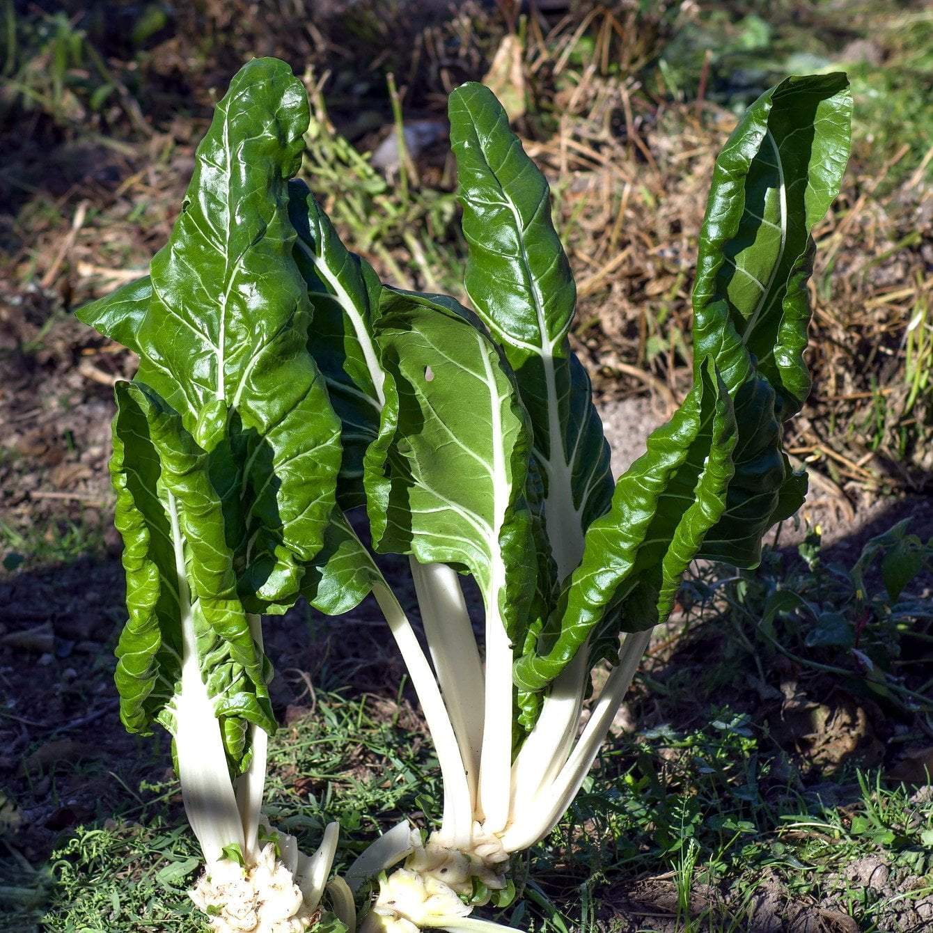 swiss chard seeds planting Fordhook Giant Swiss Chard Seeds | Sow True Seed
