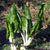 Swiss Chard Seeds - Fordhook Giant, ORGANIC - Sow True Seed