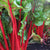 Swiss Chard Seeds - Ruby Red, ORGANIC - Sow True Seed
