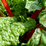 Swiss Chard Seeds - Ruby Red, ORGANIC - Sow True Seed