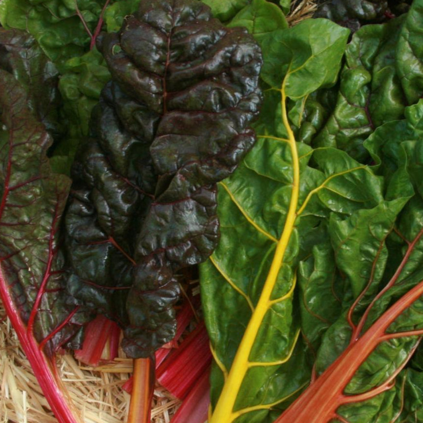 Swiss Chard Seeds - Rainbow Blend - Sow True Seed