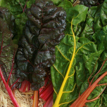 Swiss Chard Seeds - Rainbow Blend - Sow True Seed