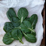 Asian Greens Seeds - Tatsoi, ORGANIC - Sow True Seed