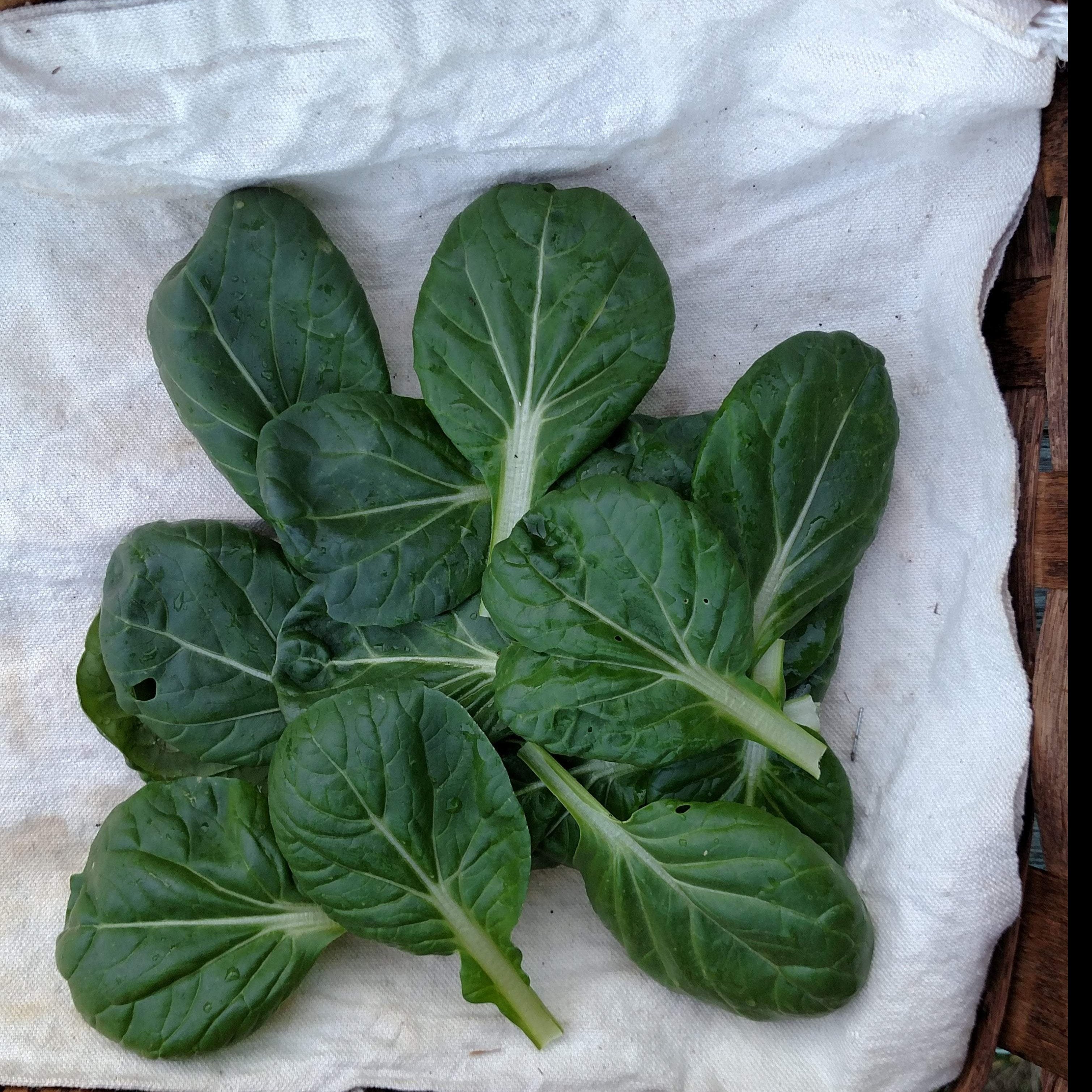 Asian Greens Seeds - Tatsoi, ORGANIC - Sow True Seed