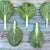 Asian Greens Seeds - Tatsoi, ORGANIC - Sow True Seed
