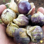 Tomatillo - Purple - Sow True Seed