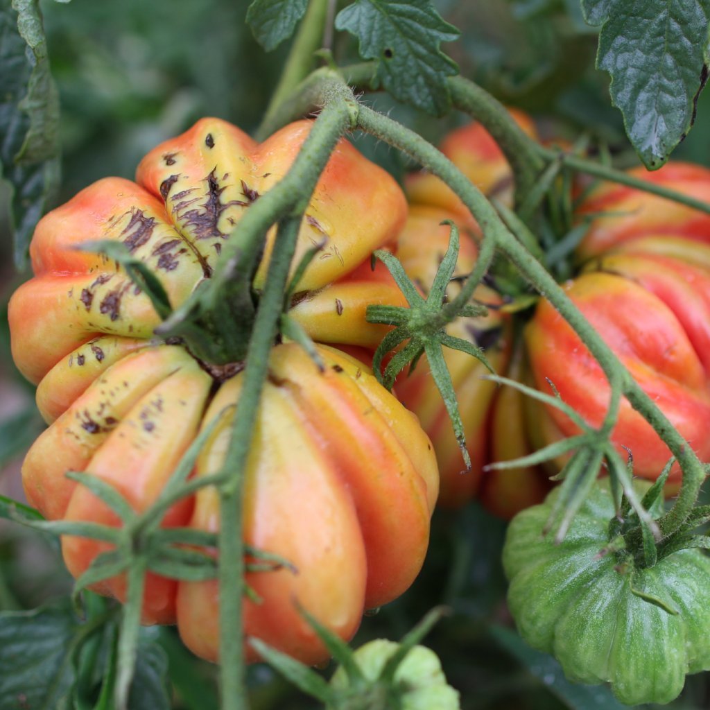 Slicing Tomato - Zapotec Pleated - Sow True Seed