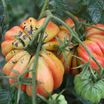Slicing Tomato - Zapotec Pleated - Sow True Seed