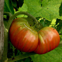Slicing Tomato Seeds - Black From Tula - Sow True Seed