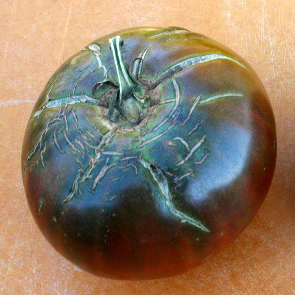 Slicing Tomato Seeds - Black Krim - Sow True Seed