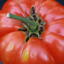 Slicing Tomato - Pink Brandywine, ORGANIC - Sow True Seed