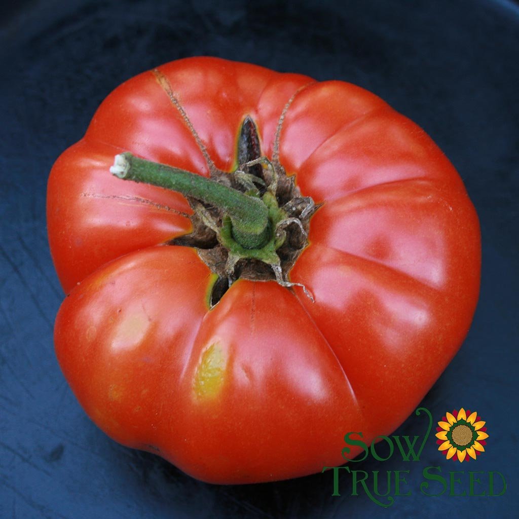 Red Potato Leaf Brandywine Tomato (Solanum lycopersicum) - Annie's Heirloom  Seeds
