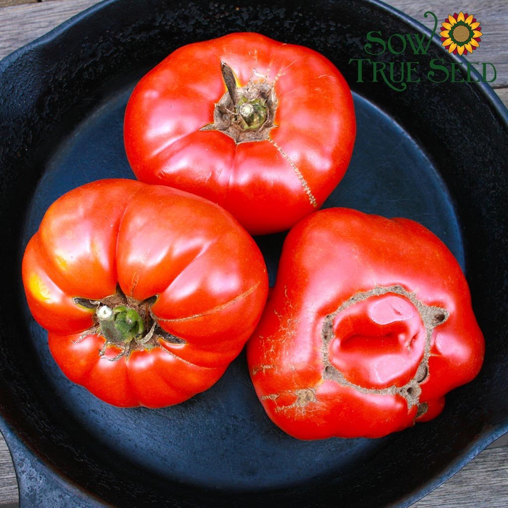 Tomato Brandywine Red Seed – Harris Seeds