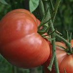 Slicing Tomato - Pink Brandywine, ORGANIC - Sow True Seed