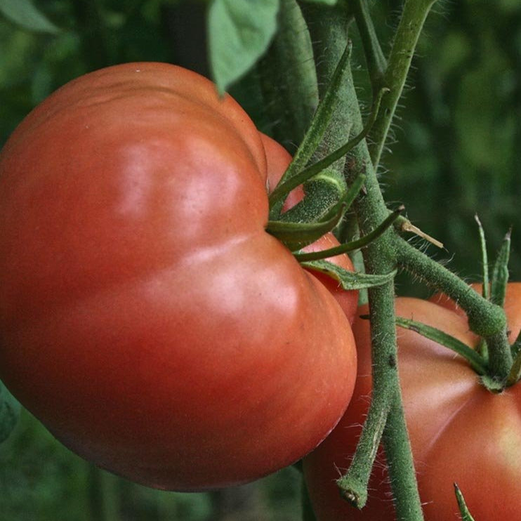 Slicing Tomato - Pink Brandywine, ORGANIC - Sow True Seed