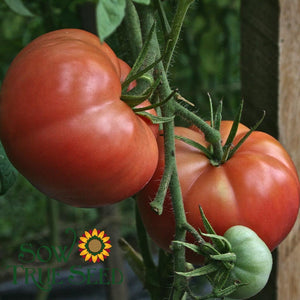 Organic Brandywine Pink Tomato - Albert Lea Seed