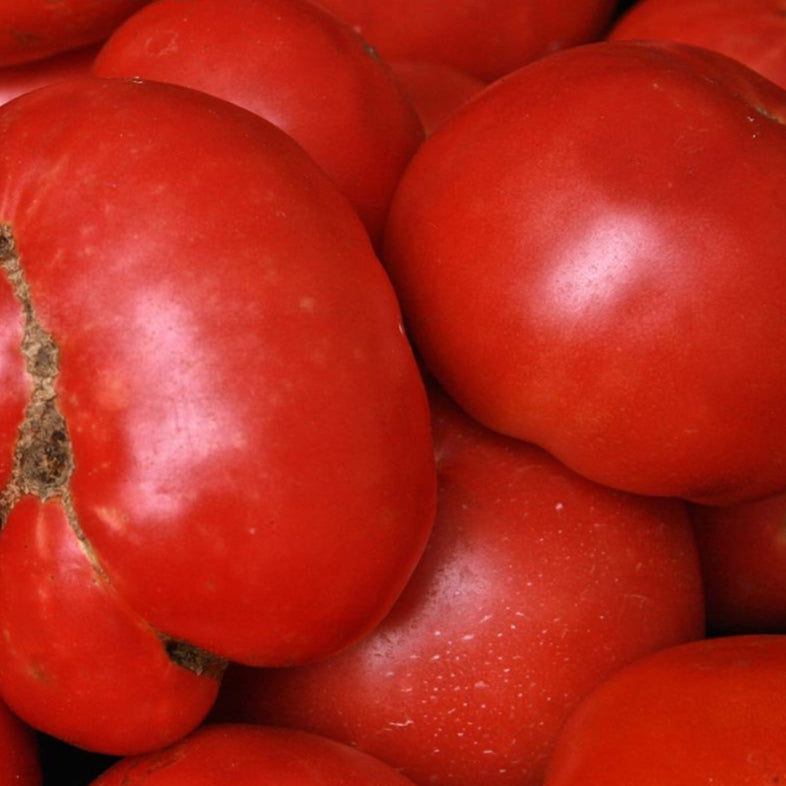 Slicing Tomato - Pink Brandywine, ORGANIC - Sow True Seed